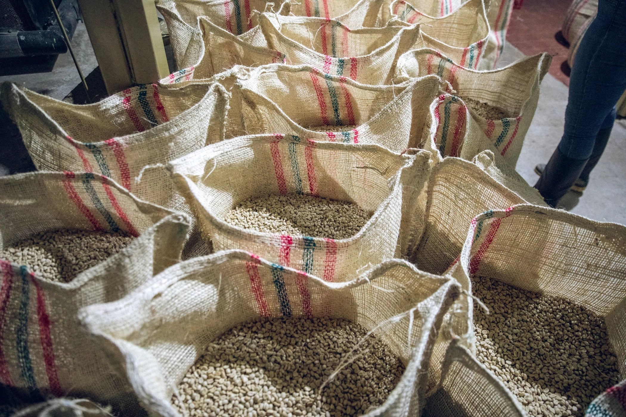 Burlap sacks of green coffee beans ready for roasting